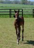 First Foal of 2012